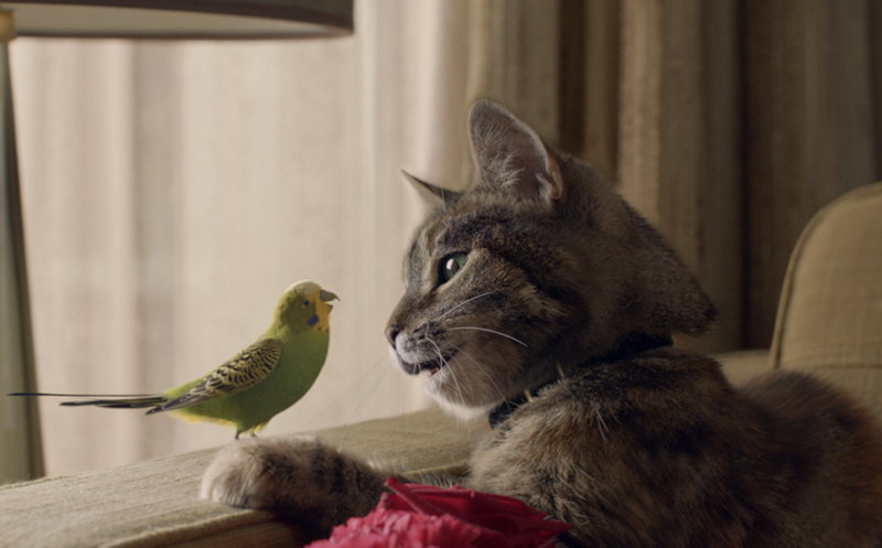 Roundup 22nd Feb 2014 - Cat and Budgie