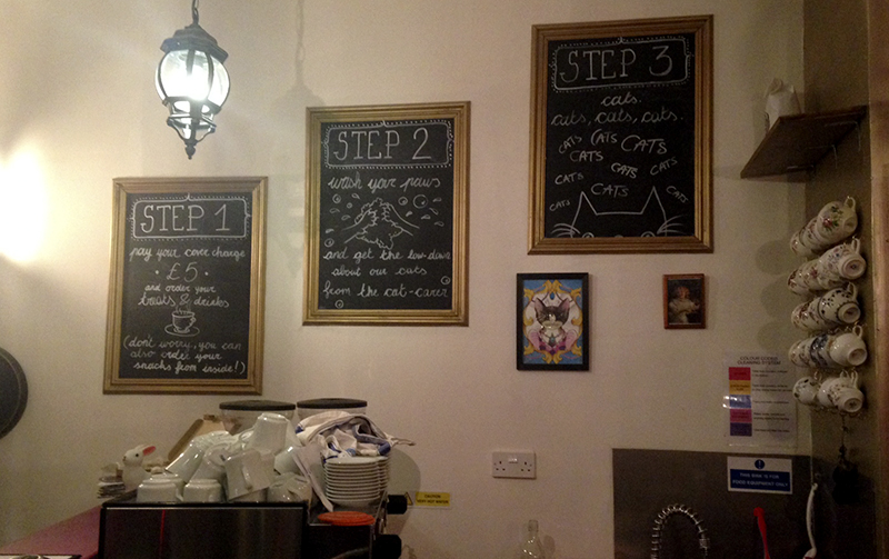 Lady Dinahs Cat Cafe 9