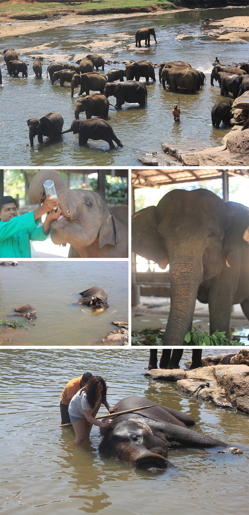 Sri Lanka - Pinnawala Elephant Orphanage
