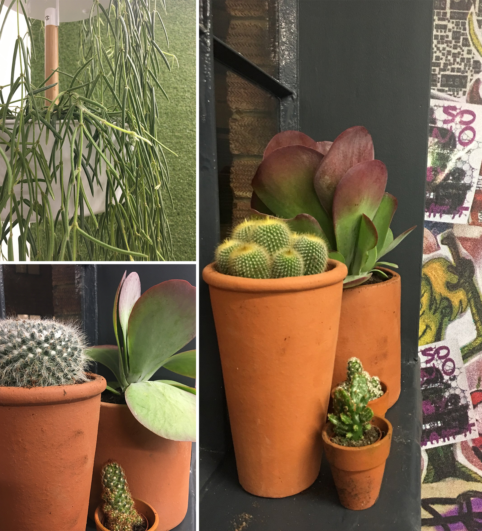 Meristem - cacti and plants