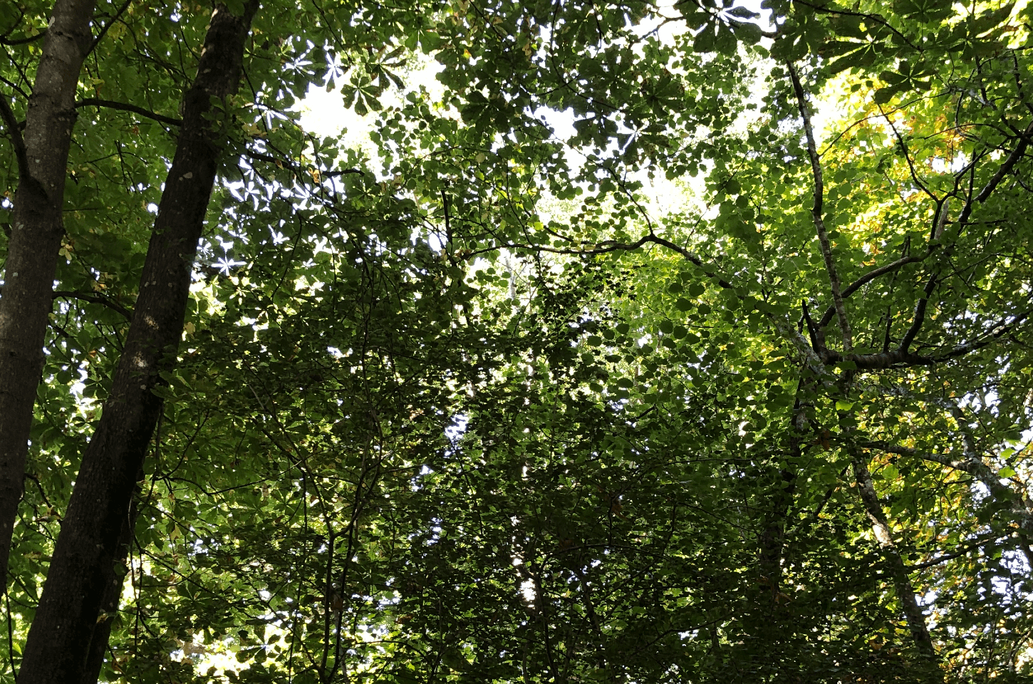 Forest Bathing in New England Wood, Cuckfield
